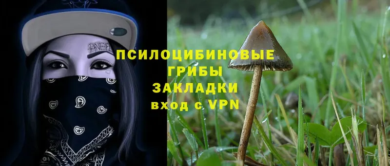 Псилоцибиновые грибы Cubensis  что такое наркотик  Избербаш 